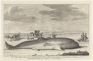 Cachalot échoué - Hendrik Spilman