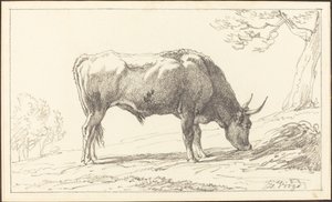 Un jeune taureau broutant - Hendrik Voogd