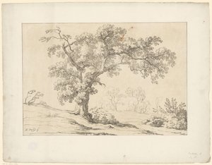 Arbre dans un paysage
