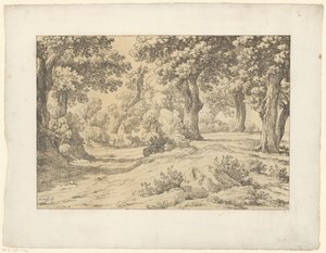 Vue de forêt