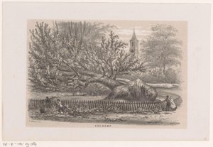Arbre renversé près de la Koekamp, après la tempête du 28 mai 1860 - Hendrik Wilhelmus Last