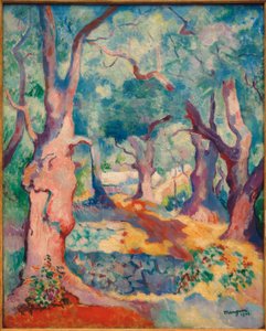 Les oliviers à Cavalière