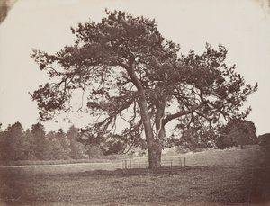 Parc de Hamilton Palace (Parasol Pine),c. 1858 (photo) - Henri Charles de Rostaing