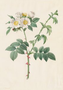 Églantier ou Rosier des chiens Rosa Leucantha, 1817-1824 - Pierre Joseph Redouté