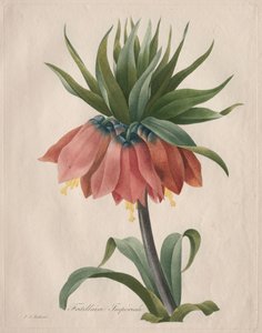 Fritillaire impériale, 1827