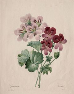 Géranium, 1827 - Pierre Joseph Redouté