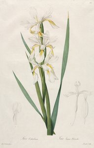 Iris à bandes dorées, 1812 - Pierre Joseph Redouté