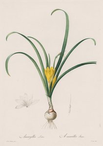 Les Liliacées : Amaryllis Lutes, 1802-1816 - Pierre Joseph Redouté