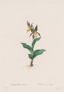 Les Liliacées : Cypripedium calceolus, 1802-1816