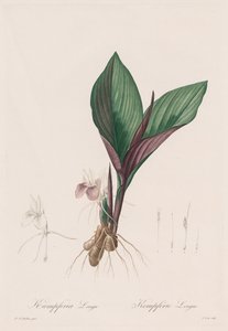 Les Liliacées : Kaempferia longa, 1802-1816