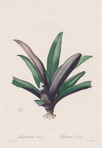 Les Liliacées : Tradescantia discolour, 1802-1816 - Pierre Joseph Redouté
