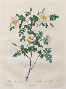 Les Roses : Rosa Candolleana Elegans, 1817-1824 - Pierre Joseph Redouté