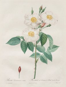 Les Roses : Rosa Damascena, subalba, 1817-1824 - Pierre Joseph Redouté
