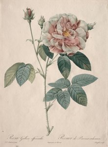 Les Roses: Rosa Gallica, 1817-1824 - Pierre Joseph Redouté