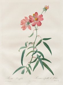 Les Roses : Rosa Longifolia, 1817-1824 - Pierre Joseph Redouté