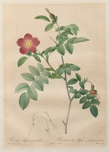 Les Roses: Rosa alpina pendulina, 1817-1824 - Pierre Joseph Redouté