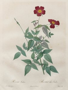 Les Roses: Rosa indica - Pierre Joseph Redouté