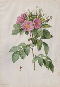 Rose des pâturages Rosa Carolina Corymbosa, 1817-1824 - Pierre Joseph Redouté