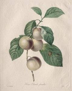 Reine Claude Prune