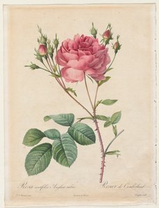 Rosa Centifolia Anglica Rubra, 1817-1824 - Pierre Joseph Redouté