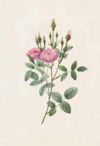 Rosa Pomponiana Muscosa, 1817-1824 - Pierre Joseph Redouté