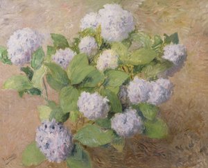Hortensias bleus