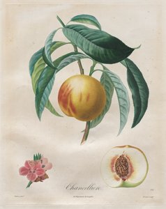 Traité des arbres fruitiers: Chancelière - Henri Louis Duhamel du Monceau