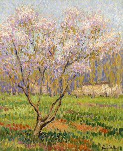 Pommiers en fleurs