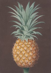Le pin Antigua vert à feuilles lisses, 1807 - Henri Merke