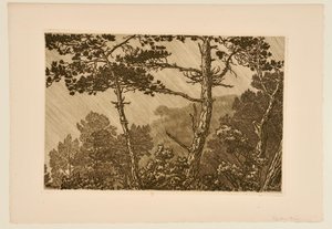 [Arbres sous l