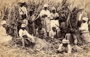 Coupeurs de canne à sucre, Jamaïque - Henri S. Duperly