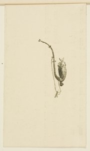 Cul-de-lampe de Au Pied du Sinaï - Henri de Toulouse Lautrec