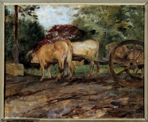 Les bœufs sous le joug