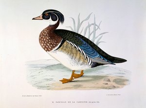 Représentation d
