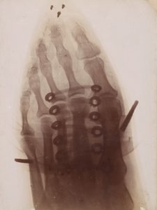Le pied à travers la chaussure, 1896 - Henri van Heurck