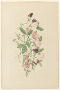 Pois de senteur - Henrietta Benson Homer