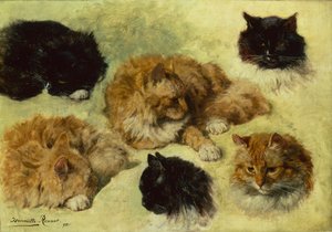 Études de chats