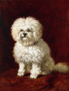 Un caniche