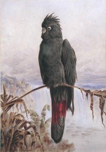 Cacatoès noir à queue rouge australien - Henry Bright