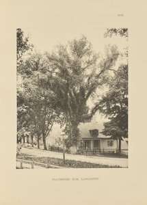 Feathered Elm, Lancaster - Henry Brooks