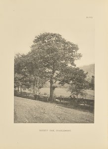 Chêne de la société, Charlemont - Henry Brooks