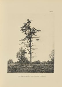 Le pin Batchelder, North Reading - Henry Brooks
