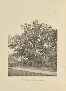 The Beaman Oak, Lancaster - Henry Brooks