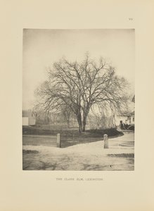 The Clark Elm, Lexington - Henry Brooks