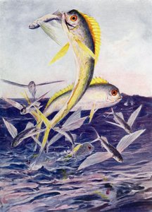 Poissons volants attaqués - Henry Charles Seppings Wright