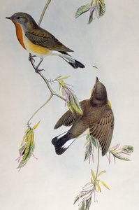 Gobemouche nain (Ficedula parva), de Oiseaux de Grande-Bretagne - Henry Constantine Richter