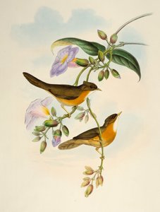 Timalie à ventre fauve (Dumetia hyperythra), lithographie de Birds of Asia - Henry Constantine Richter