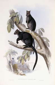 Kangourou arboricole