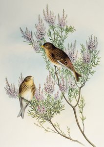 Linotte à bec jaune (Carduelis flavirostris), de Birds of Great Britain