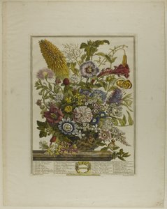 Août, des Douze Mois de Fleurs
